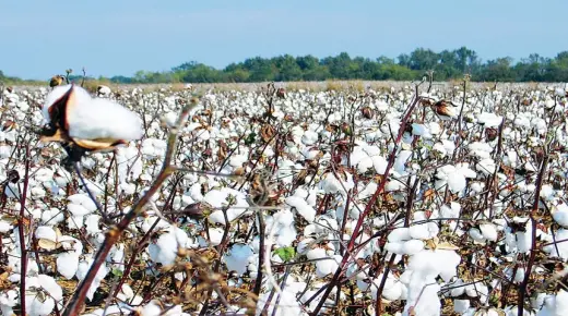 The 20 most important interpretations of seeing cotton in a dream by Ibn Sirin
