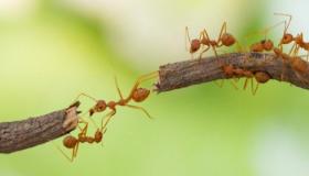 ما تفسير حلم النمل الكبير الاسود في المنام لابن سيرين؟
