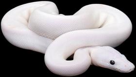 Ερμηνεία ενός ονείρου για το λευκό φίδι από τον Ibn Sirin