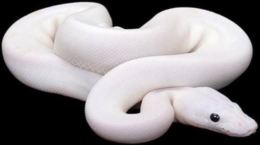 Tumačenje sna o bijeloj zmiji od Ibn Sirina