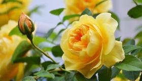 Erfahren Sie mehr über die Interpretation von Ibn Sirins Traum von gelben Rosen