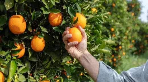 أهم تفسيرات حلم شجرة برتقال في المنام لإبن سيرين